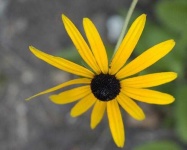 image of flower