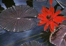 image of water_lilly