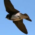image of bird