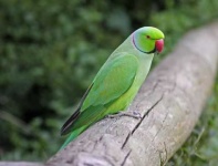 image of parakeet