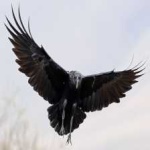image of bird