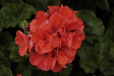 image of geranium #27