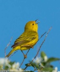 image of warbler