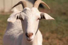 image of ibex