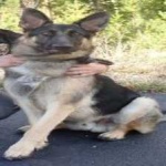 image of animal