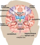 image of brain