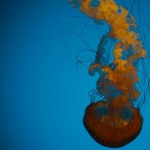 image of animal