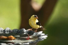 image of goldfinch