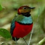 image of red_bellied_pitta #21