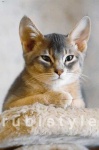 image of animal