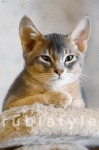 image of abyssinian #22