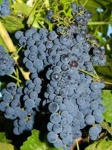 image of grapes