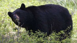 image of american_black_bear