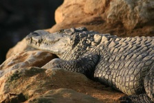 image of animal