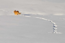 image of animal
