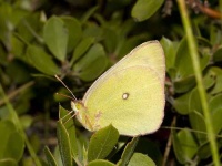 image of sulphur_butterfly #8