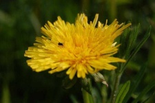 image of flower
