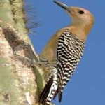 image of bird