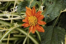 image of flower