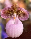 image of hard_leaved_pocket_orchid #4