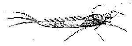 image of mayfly