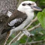 image of bird