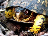 image of box_turtle