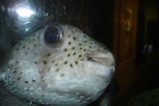 image of puffer