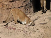 image of cougar #2