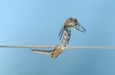 image of mosquito