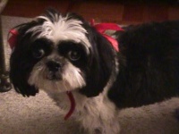 image of shih_tzu
