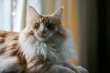 image of maine_coon #19