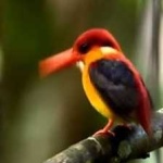 image of bird