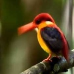 image of rufous_kingfisher #14