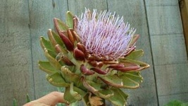 image of artichoke_flower #3