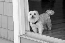 image of maltese_dog