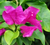 image of Bougainvillea