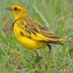 image of bird