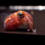 image of animal