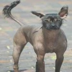 image of animal