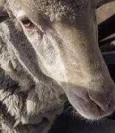 image of animal