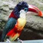 image of bird