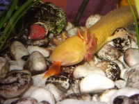 image of axolotl