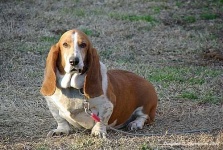 image of basset_hound #21