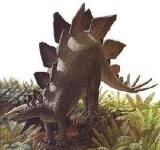 image of stegosaurus