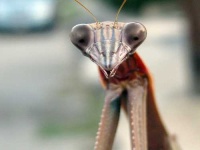 image of mantis