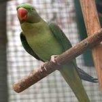 image of alexandrine_parakeet #32