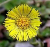 image of flower
