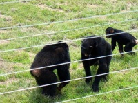 image of chimpanzee #19