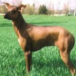 image of animal